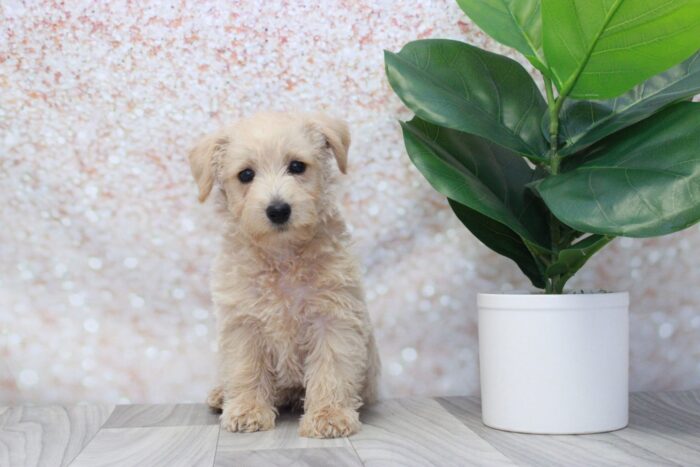 Truffle - Spunky Female Westiepoo Puppy - Image 3