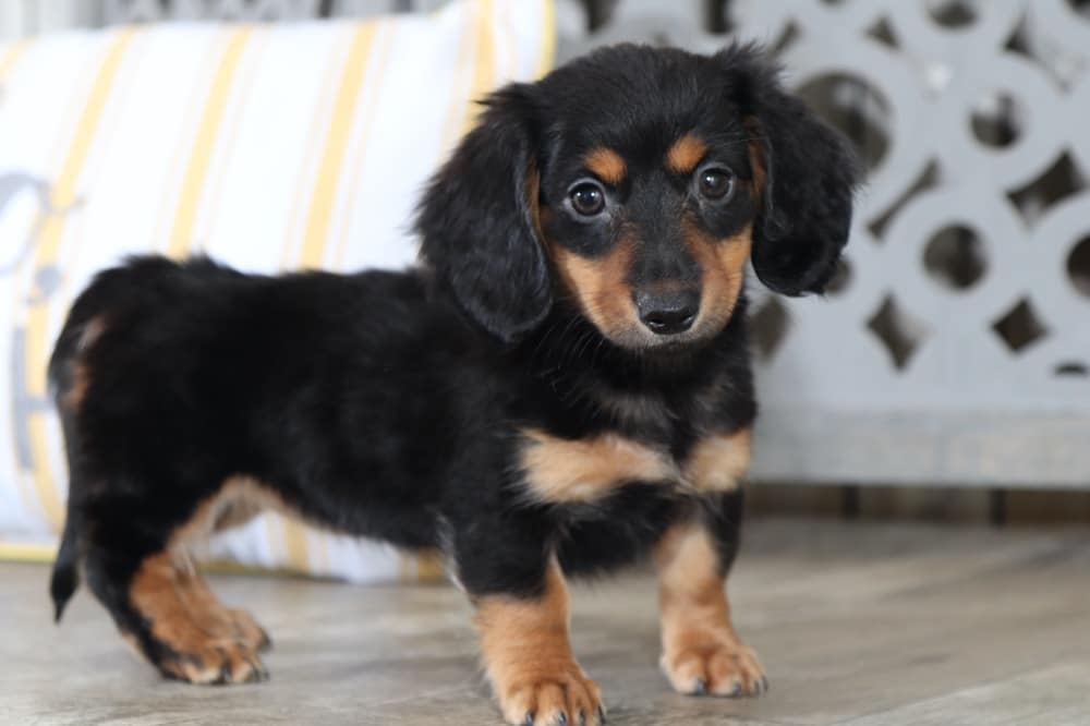 dachshund puppies akc
