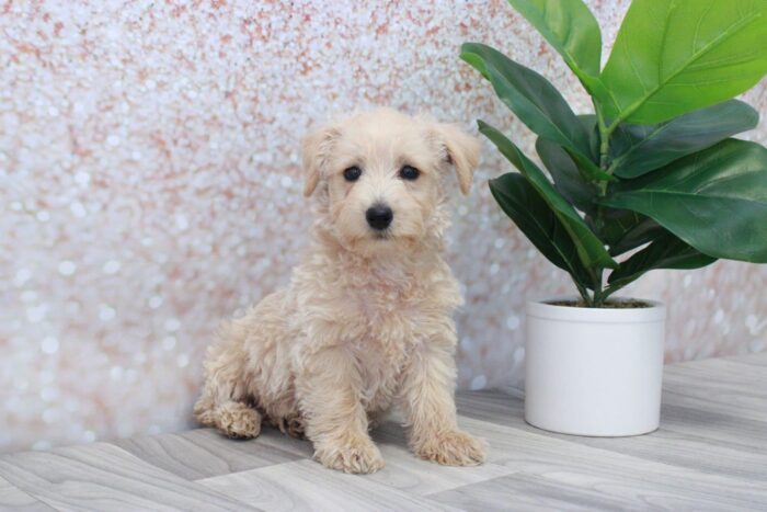 Truffle - Spunky Female Westiepoo Puppy - Image 2
