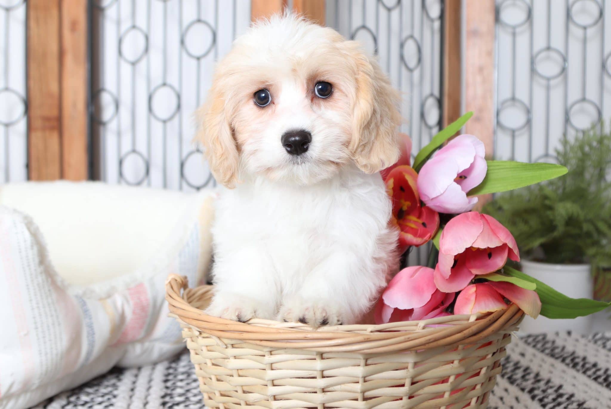 Truffle - Adorable Little Female Cavachon Puppy - Image 3
