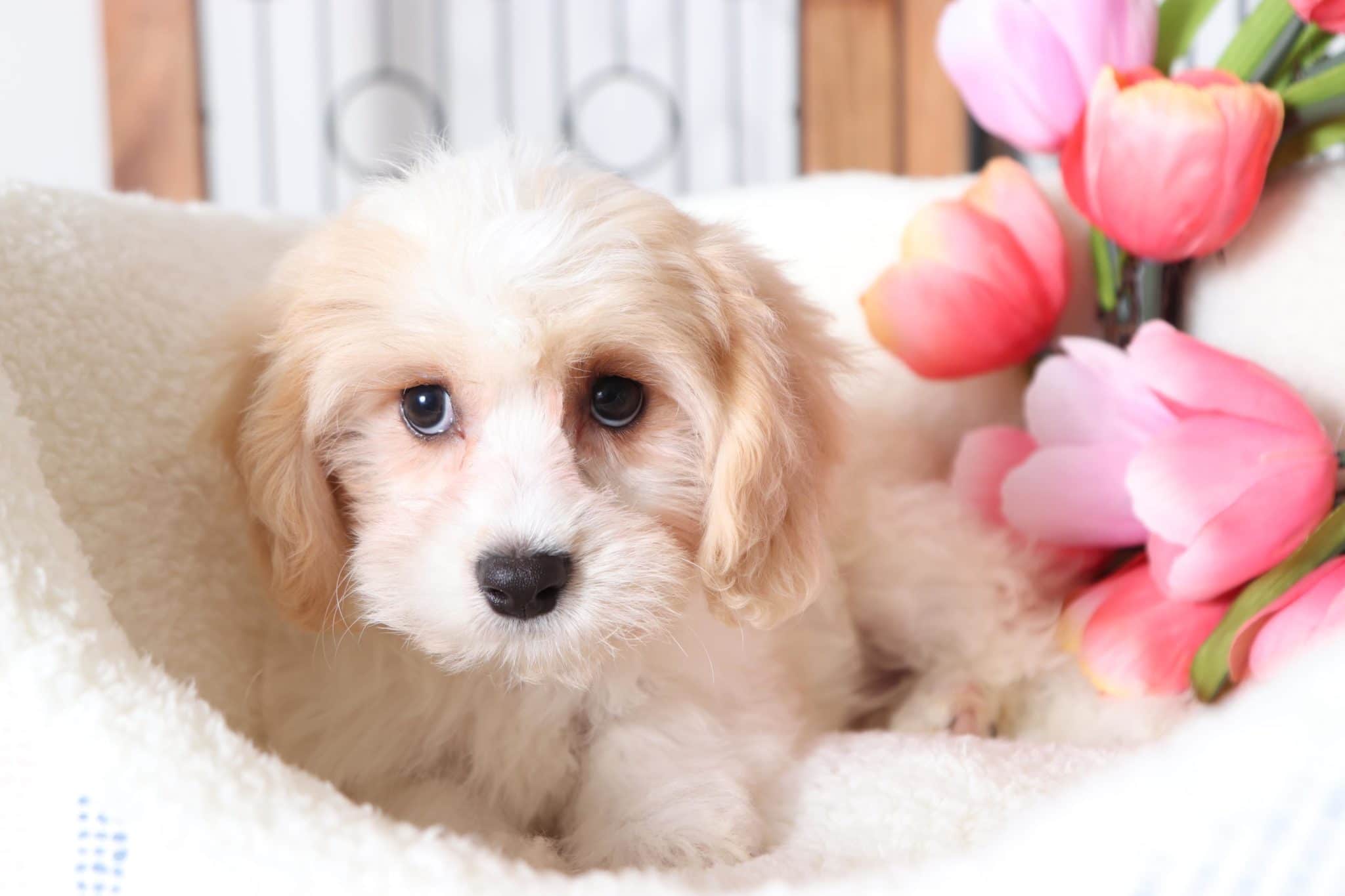 Truffle - Adorable Little Female Cavachon Puppy - Image 4