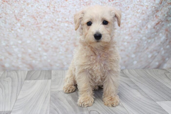 Truffle - Spunky Female Westiepoo Puppy