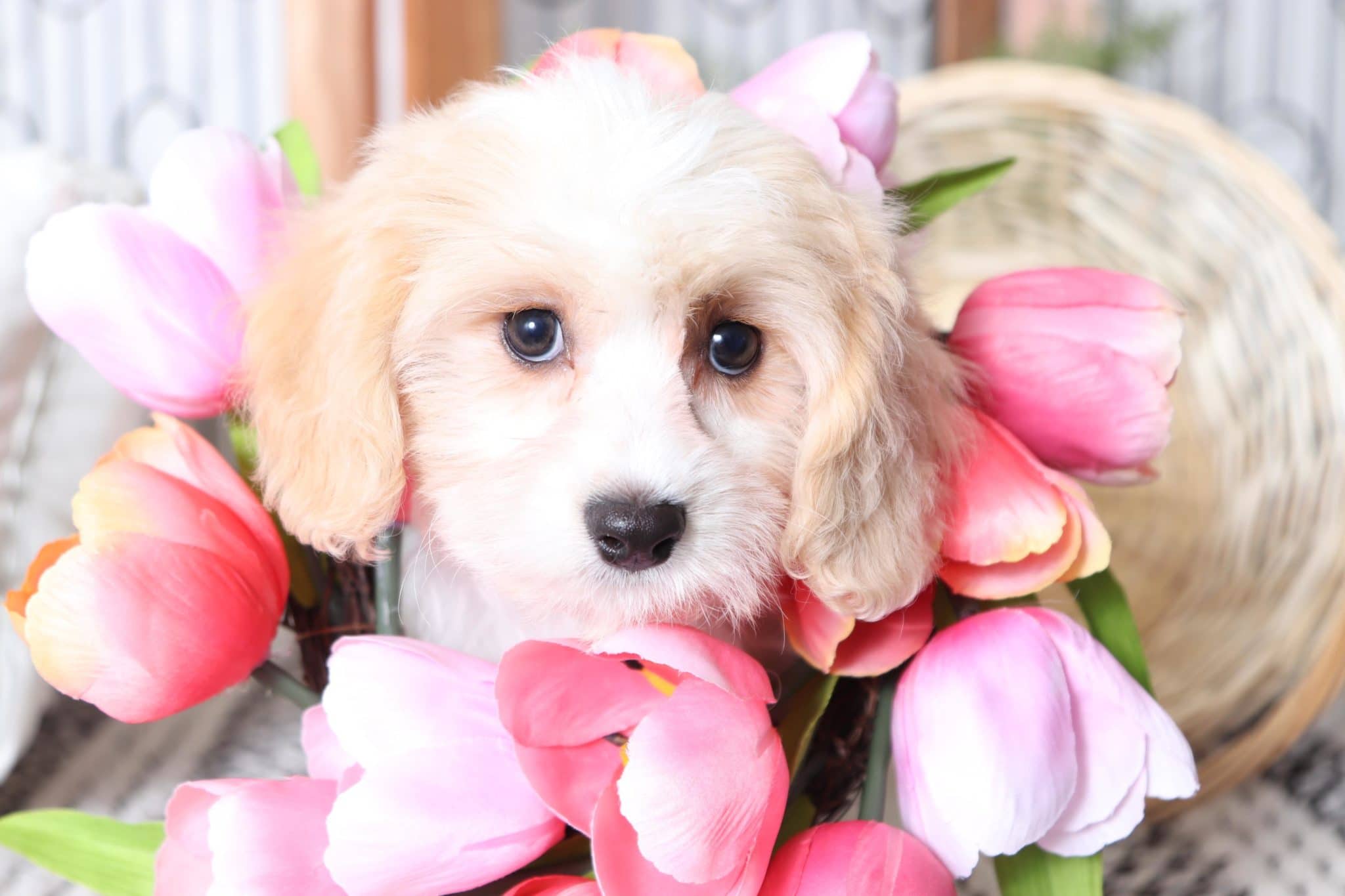 Truffle - Adorable Little Female Cavachon Puppy - Image 5
