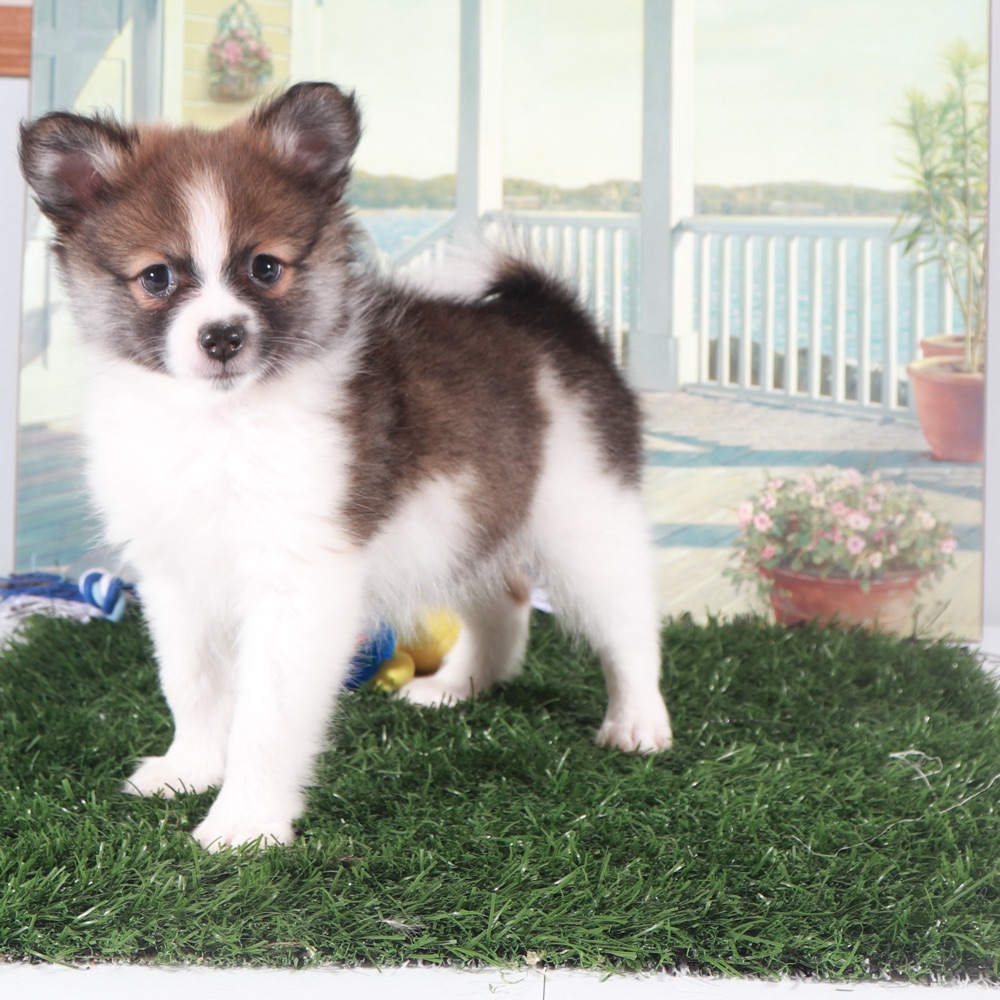 Tubbs-Tough Little ACA Pomeranian Puppy