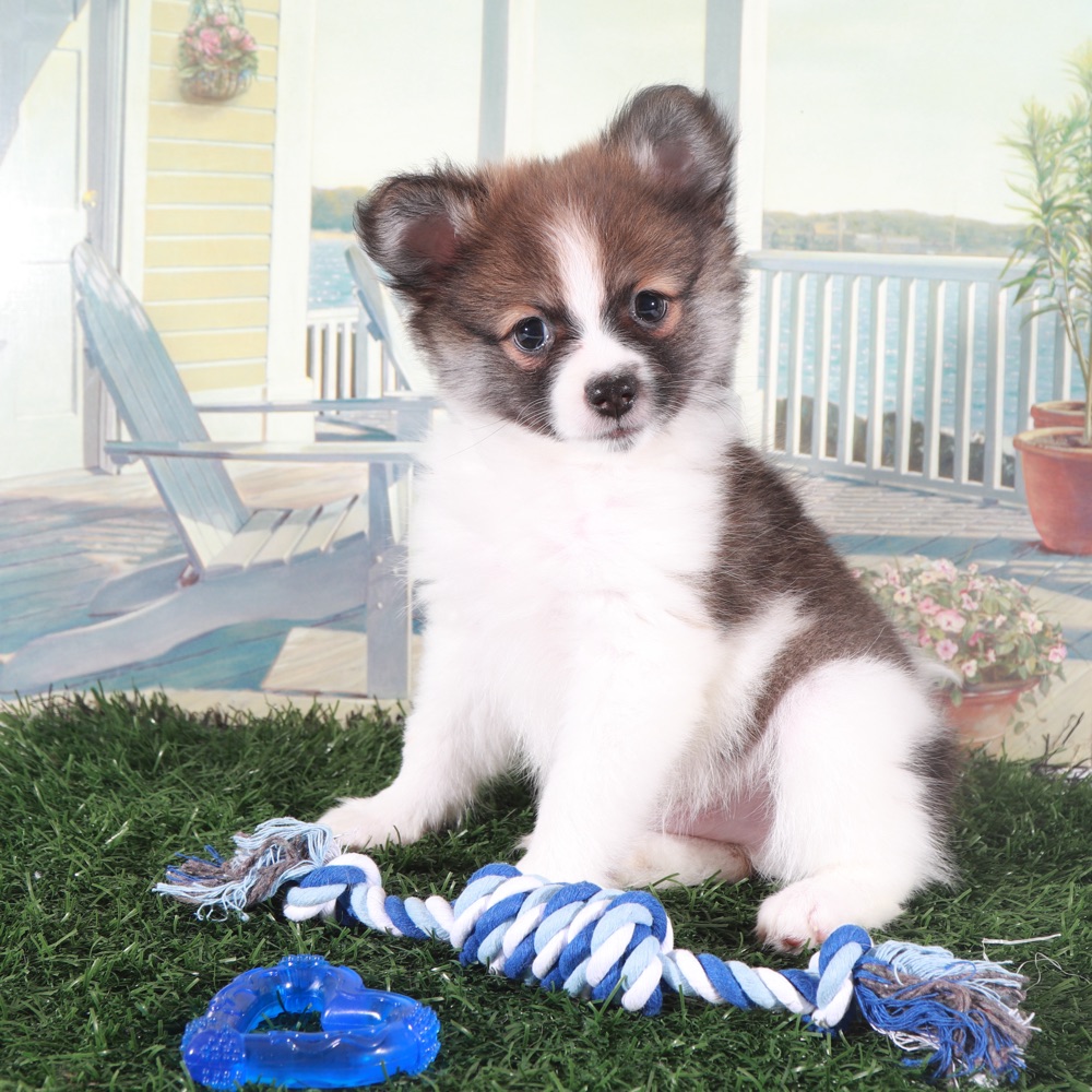 Tubbs-Tough Little ACA Pomeranian Puppy - Image 4