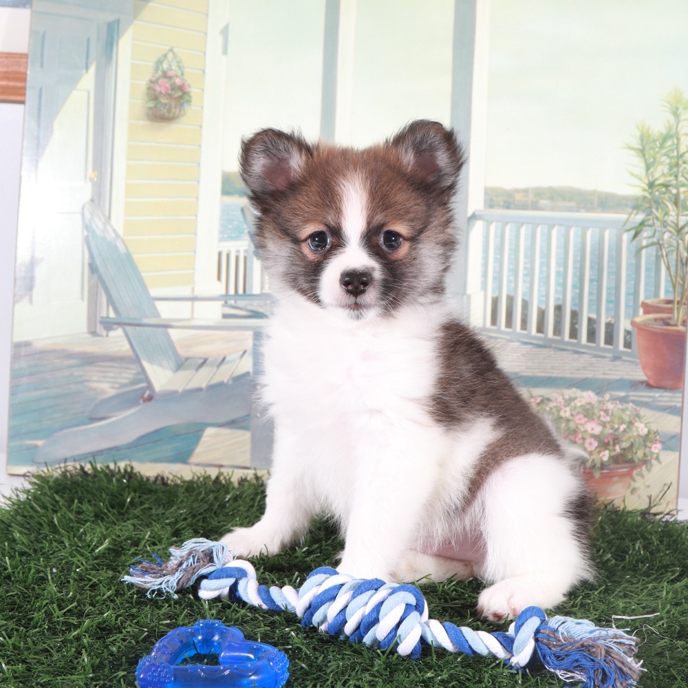 Tubbs-Tough Little ACA Pomeranian Puppy - Image 5