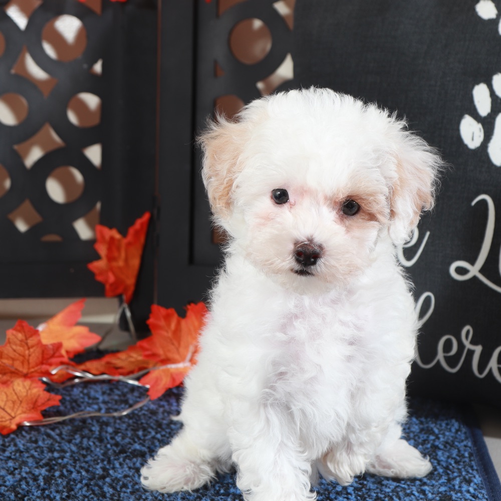 Tulip-Gorgeous Poochon - Image 2