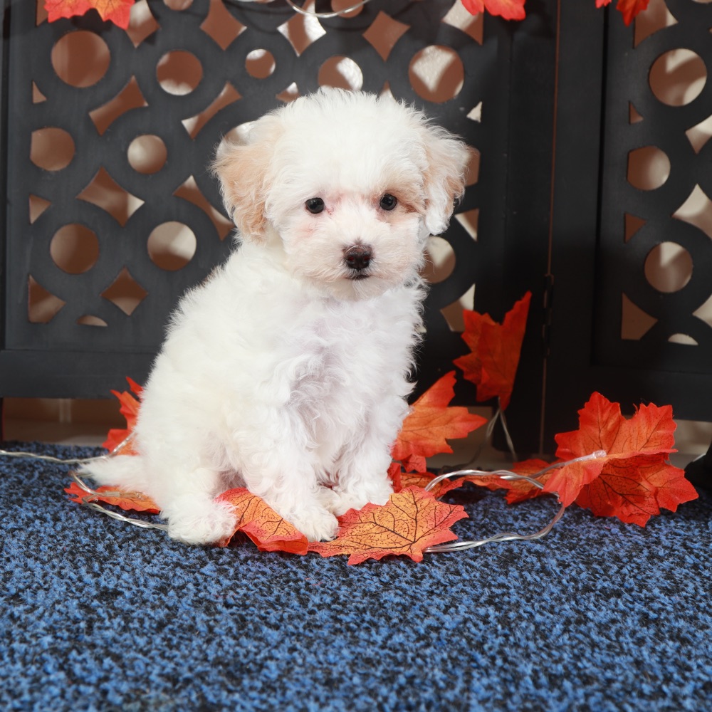 Tulip-Gorgeous Poochon - Image 3