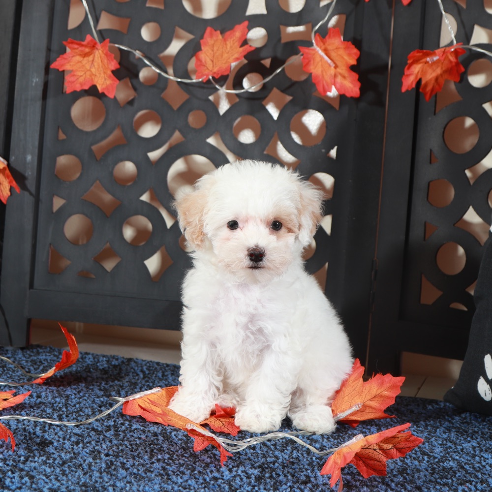 Tulip-Gorgeous Poochon
