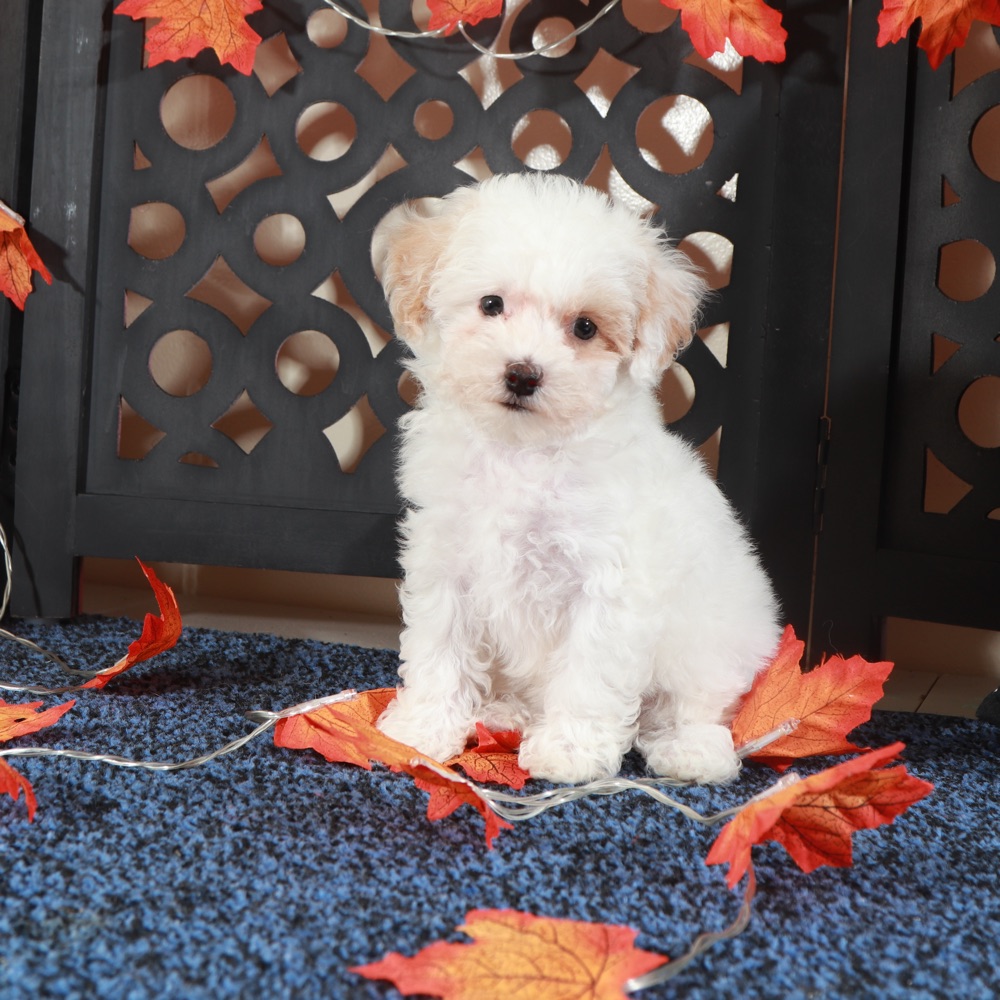 Tulip-Gorgeous Poochon - Image 5