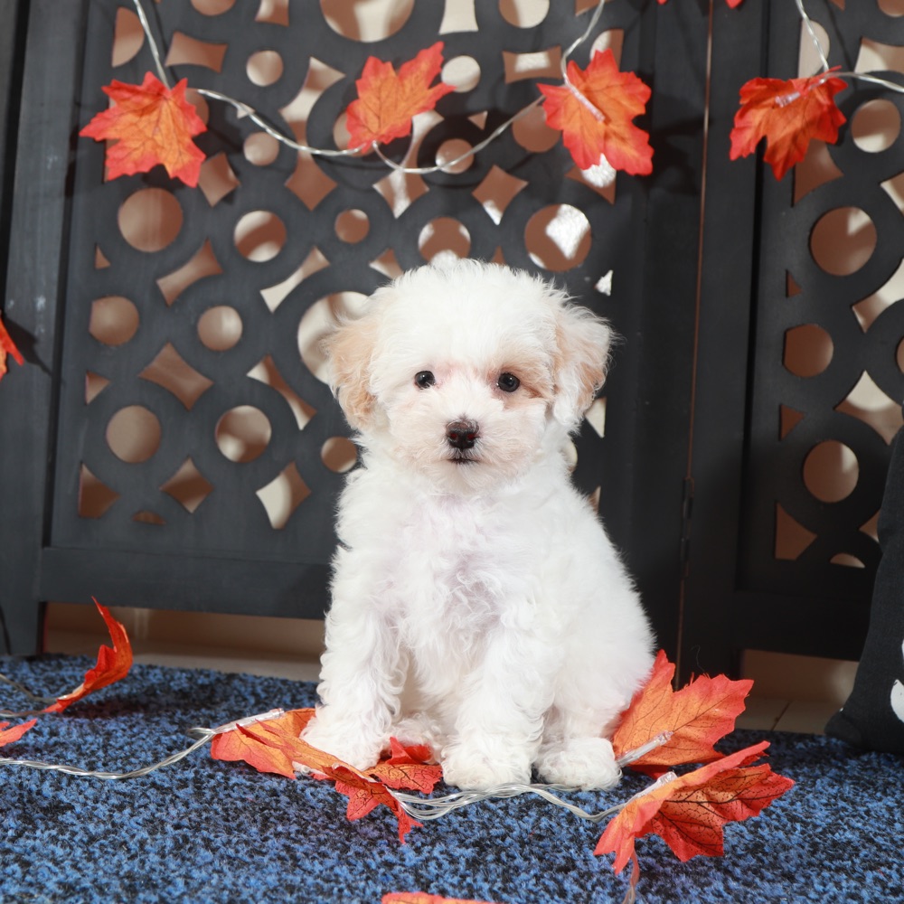Tulip-Gorgeous Poochon - Image 6