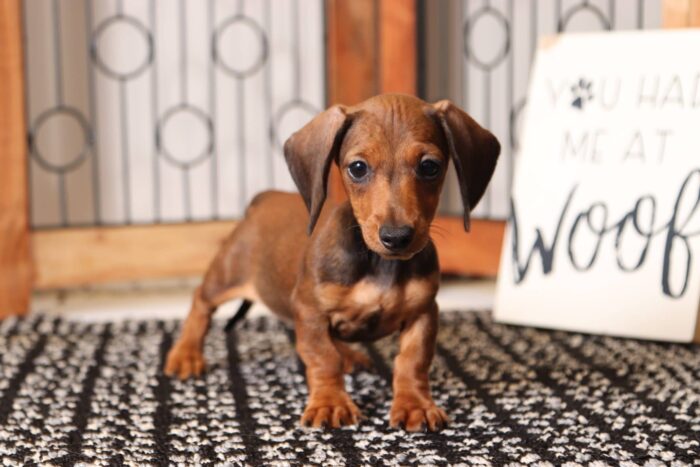 Tulip - Sweet ACA Female Mini Dachshund Puppy