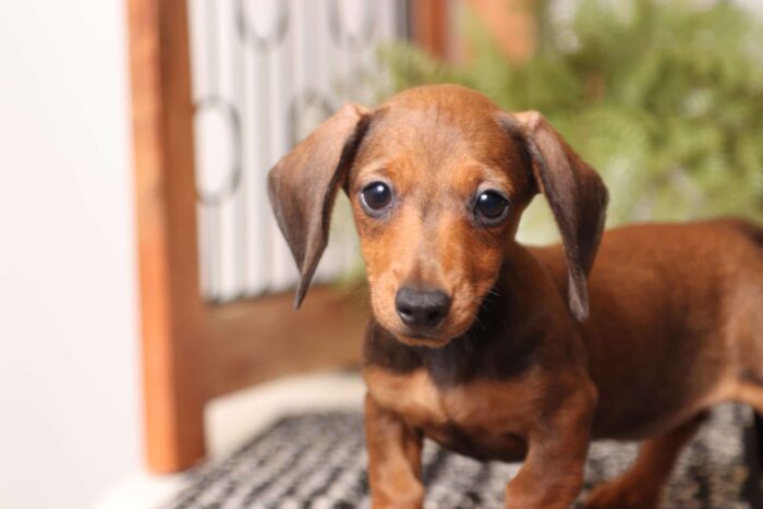 Tulip - Sweet ACA Female Mini Dachshund Puppy - Image 2