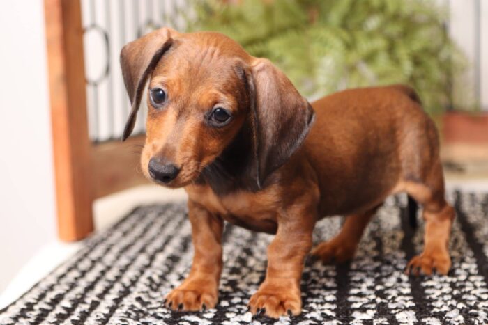 Tulip - Sweet ACA Female Mini Dachshund Puppy - Image 3