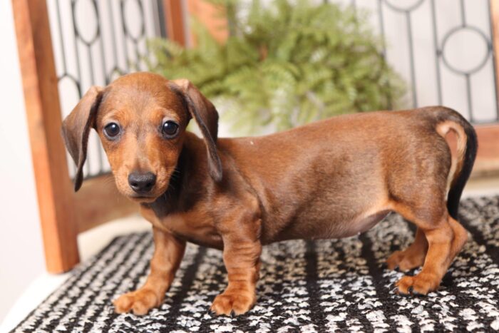 Tulip - Sweet ACA Female Mini Dachshund Puppy - Image 4