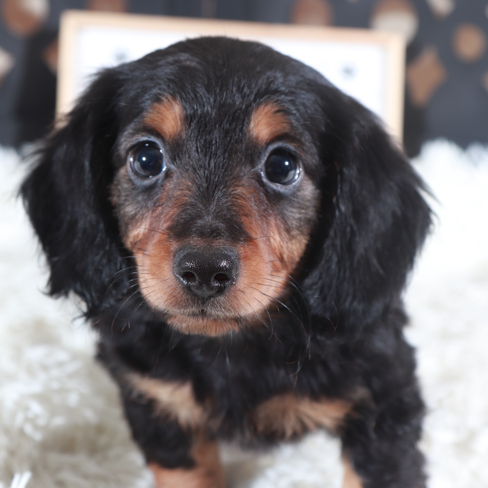 Turk- Handsome ACA Dachshund Puppy