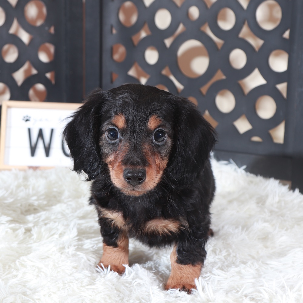 Turk- Handsome ACA Dachshund Puppy - Image 3