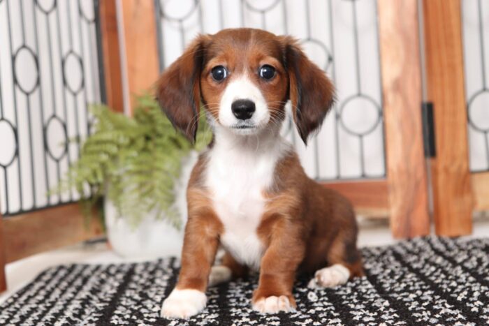 Twinkie- Beautiful Little Female ACA Dachshund Puppy