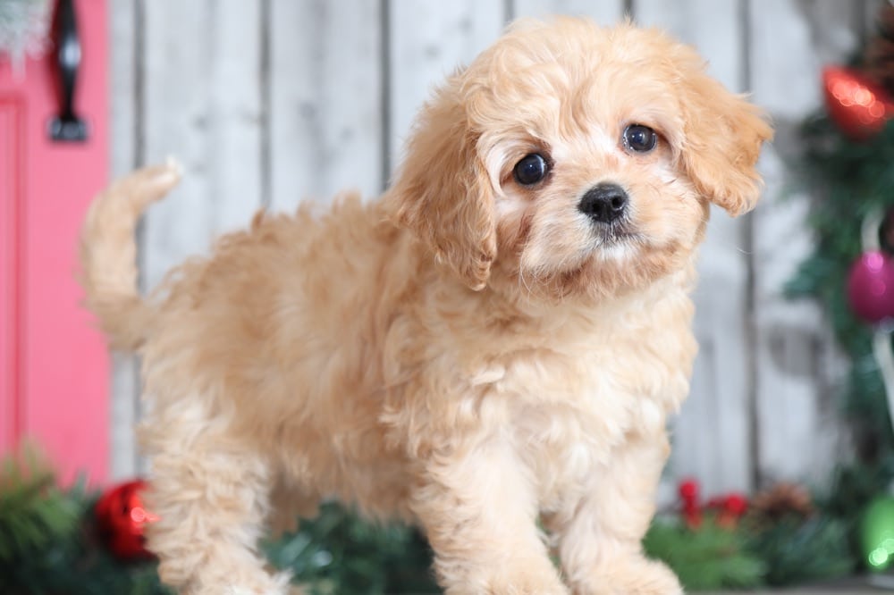 Twinkle Dazzling Cavachon Puppies Online