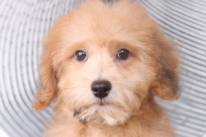 Twix - Energetic Gold Male Poochon Puppy - Image 2