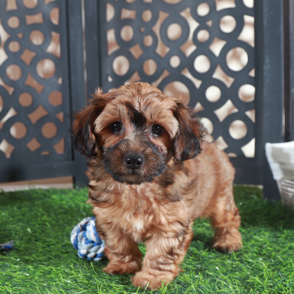 Twix- Stunning Chocolate Male Yorkie-Poo Puppy