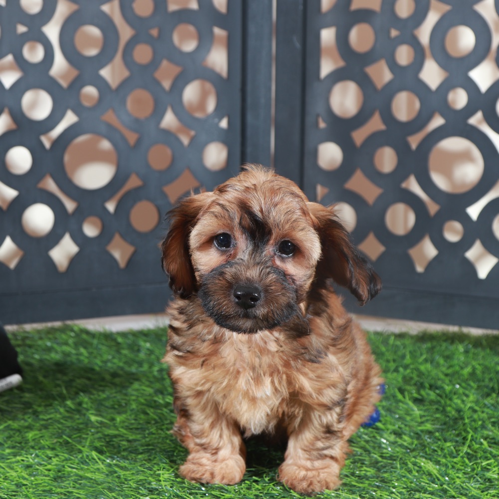 Twix- Stunning Chocolate Male Yorkie-Poo Puppy - Image 3