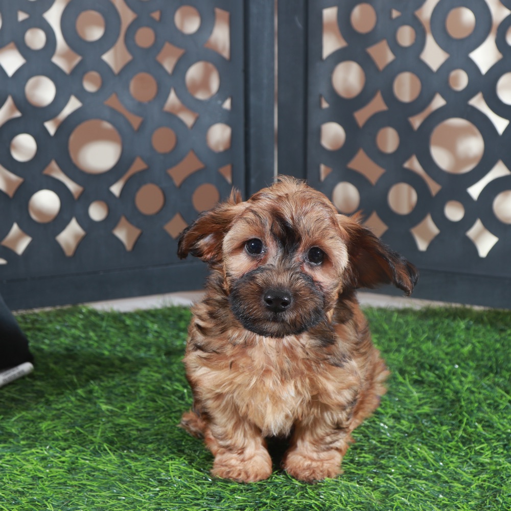 Twix- Stunning Chocolate Male Yorkie-Poo Puppy - Image 4