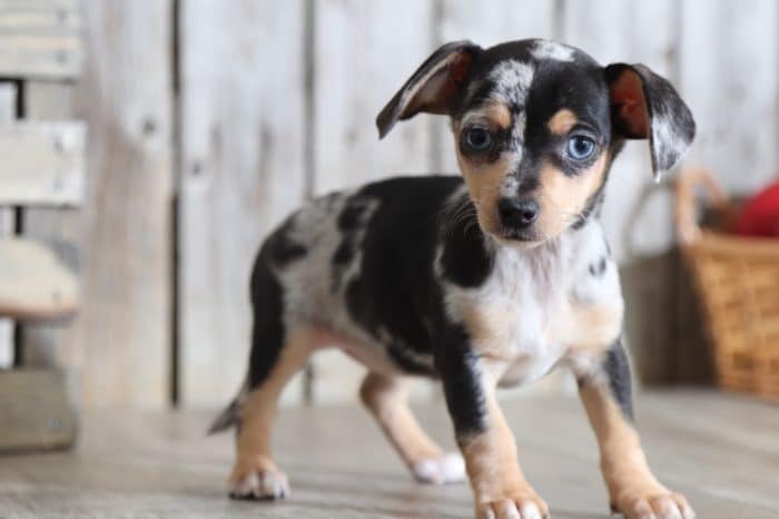 Twix - Darling Dapple TEACUP Chiweenie (Rescue) - Image 2