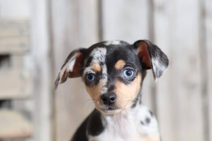 Twix - Darling Dapple TEACUP Chiweenie (Rescue) - Image 3