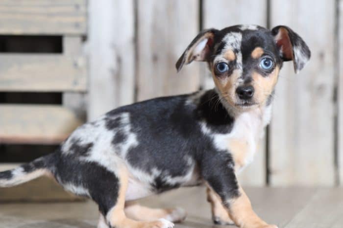 Twix - Darling Dapple TEACUP Chiweenie (Rescue) - Image 4