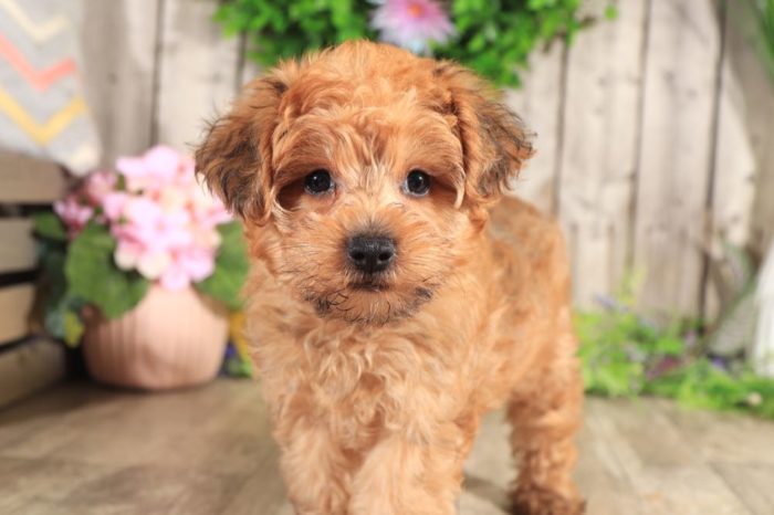 Tyler - Loving Yorkie Poo - Image 2