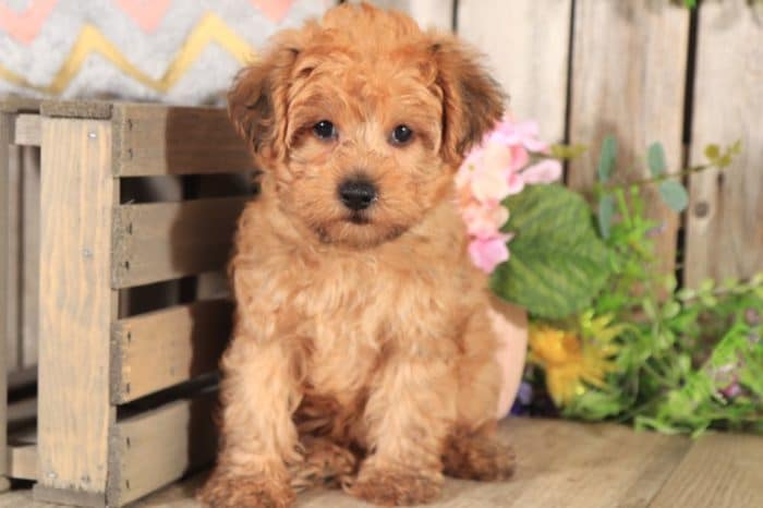 Tyler - Loving Yorkie Poo