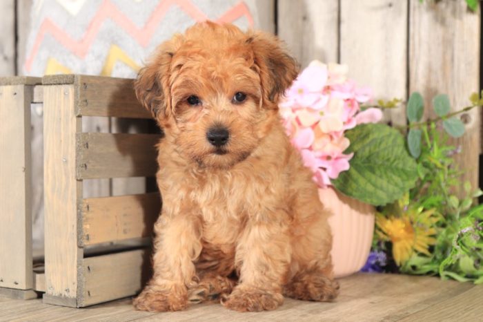 Tyler - Loving Yorkie Poo - Image 4