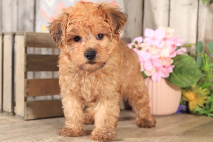 Tyler - Loving Yorkie Poo - Image 3