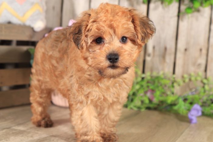 Tyler - Loving Yorkie Poo - Image 5