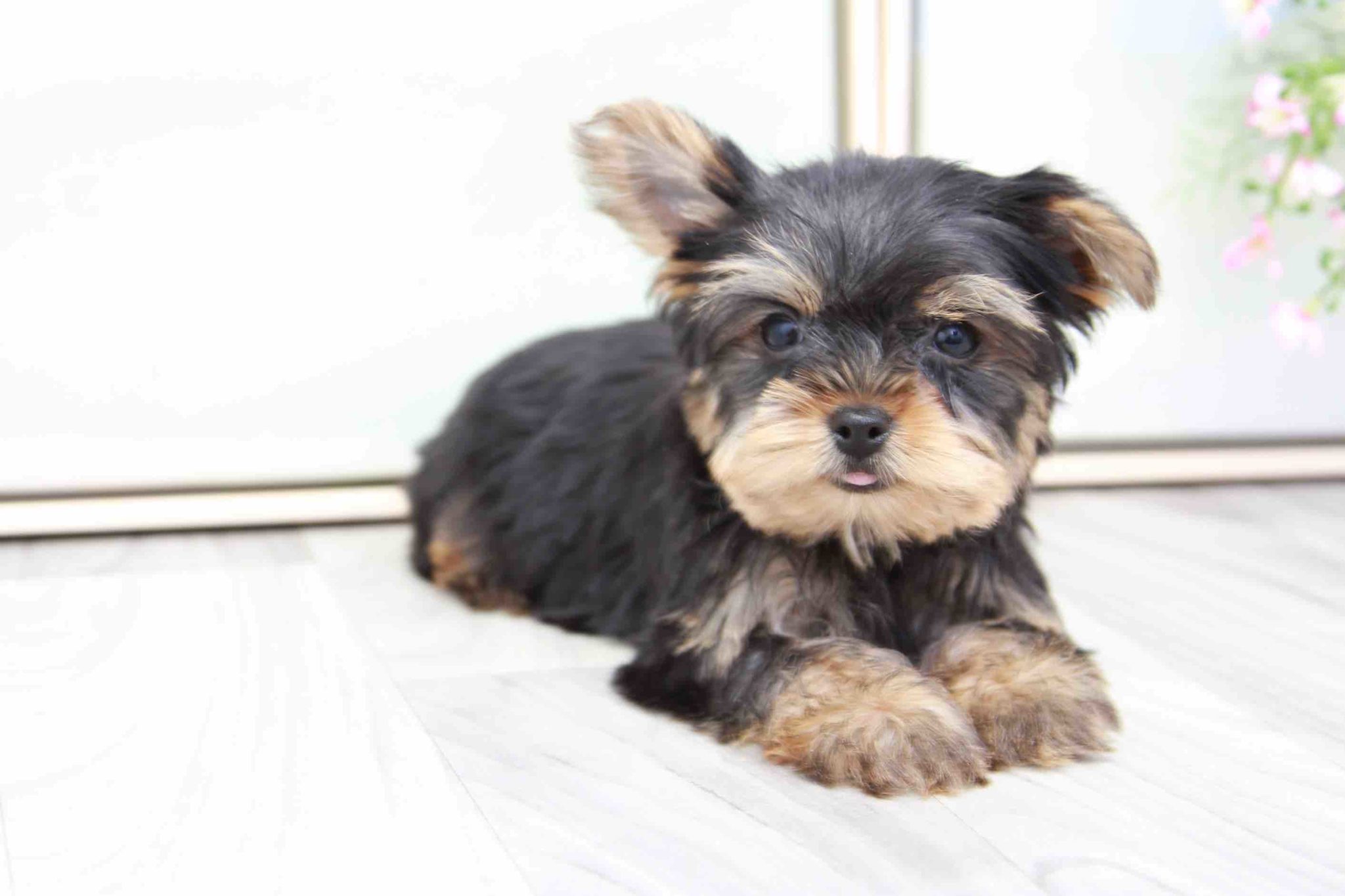 Tyrus- Playful ACA Male Yorkie Puppy - Image 2