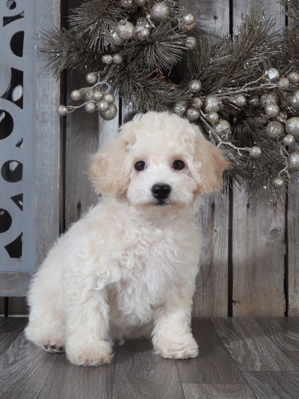 Tyson- Happy Poochon-Ohio - Image 2