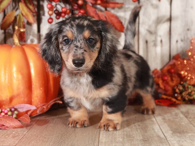Tyson - Male, Long-Haired, Silver Dapple Mini Dachshund - Image 2