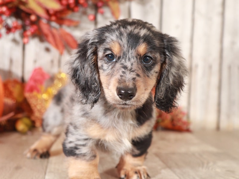 Tyson - Male, Long-Haired, Silver Dapple Mini Dachshund - Image 5