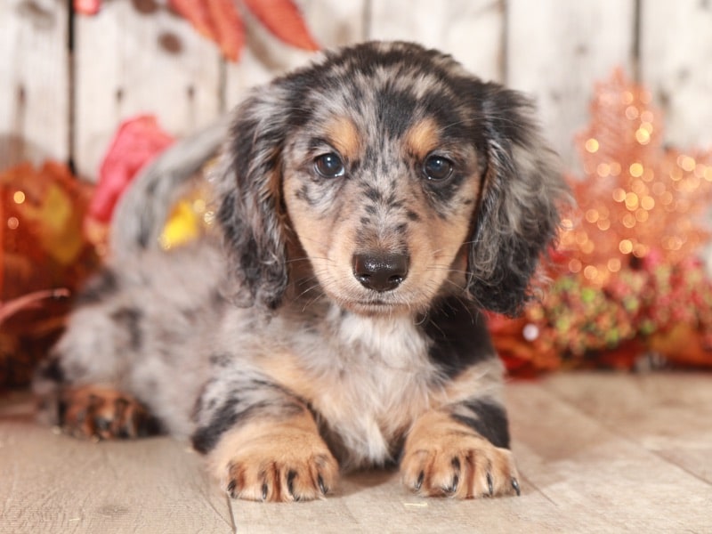breeding long hair and short hair dachshund