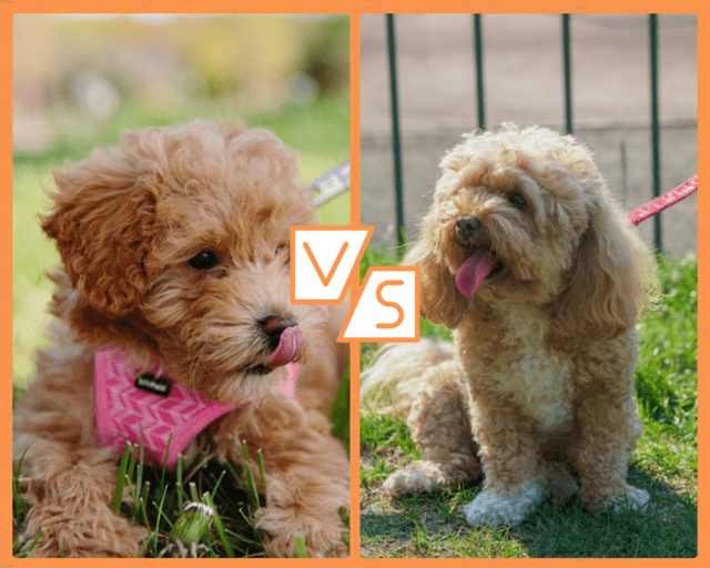 cavapoo vs maltipoo