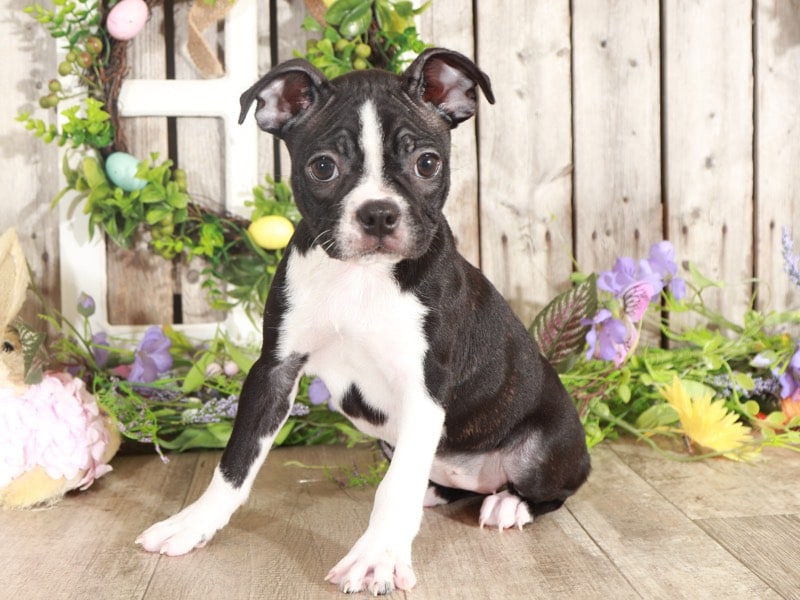 Val - Sweetheart Boston Terrier - Image 2