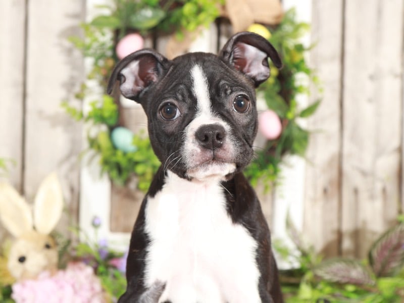 Val - Sweetheart Boston Terrier