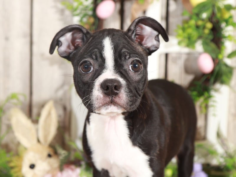 Val - Sweetheart Boston Terrier - Image 3