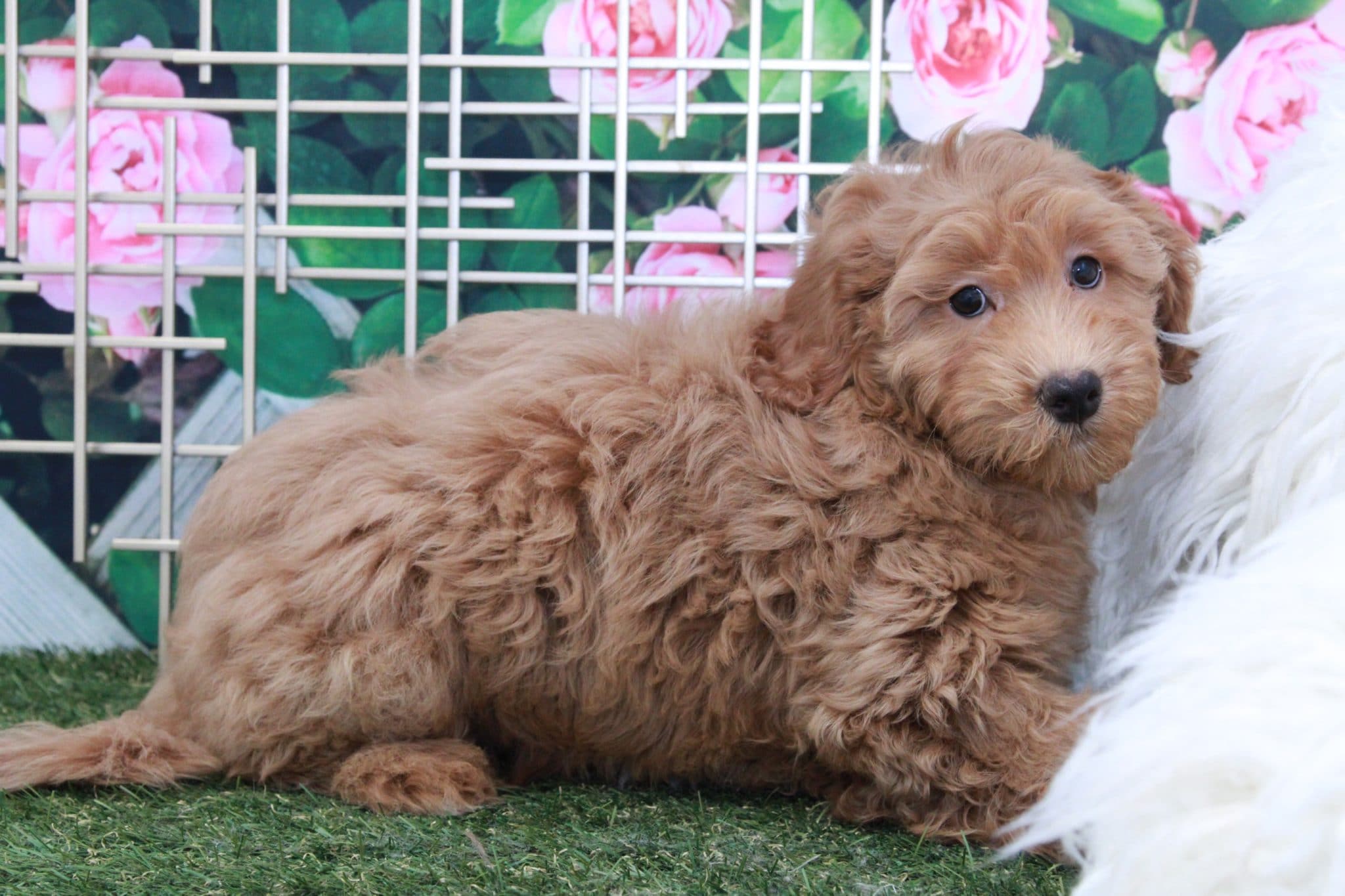 Velma - Perfect Female Mini Goldendoodle Puppy - Image 3
