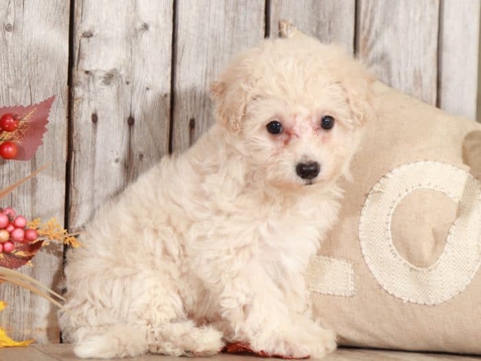 Vera - Darling Apricot Poochon - Image 5