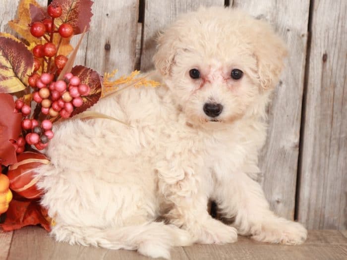 Vera - Darling Apricot Poochon - Image 3