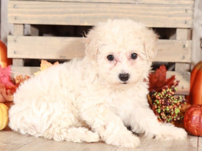 Vera - Darling Apricot Poochon - Image 2
