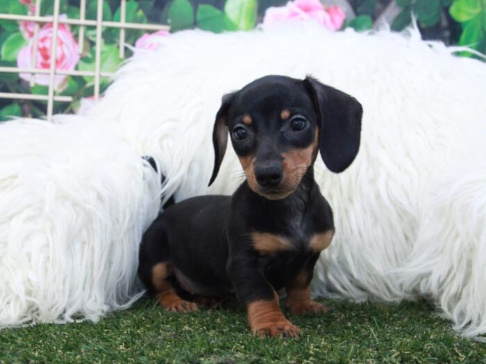 Vicki - Pretty Female Dachshund Puppy - Image 3