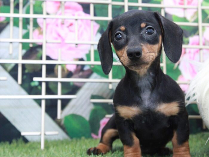 Vicki - Pretty Female Dachshund Puppy